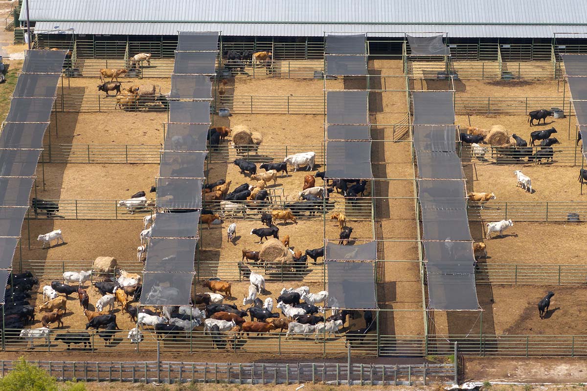 Building more resilient animal production systems